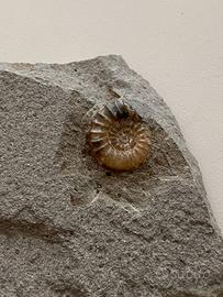 Fossile Ammonite Autentica Da Collezione
