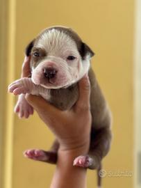 Cucciolo Pitbull maschio