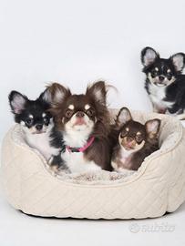 Chihuahua tricolore pelo lungo Choco & black