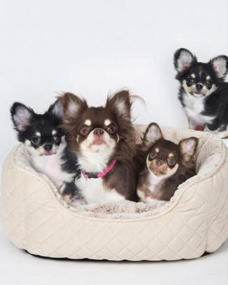 Chihuahua tricolore pelo lungo Choco & black