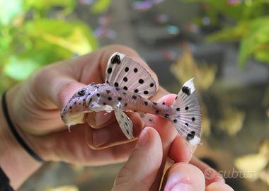 L264 leporacanthicus joselimai - discus loricarid