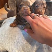 Cuccioli di Bassotto