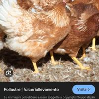 Pollastre ovaiole bianche e rosse