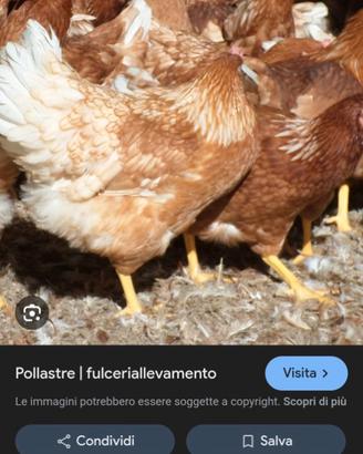 Pollastre ovaiole bianche e rosse