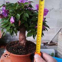 Bonsai di bouganville