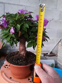 Bonsai di bouganville