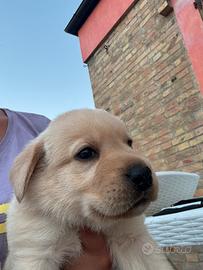 Cuccioli di Labrador