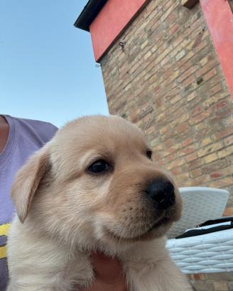 Cuccioli di Labrador