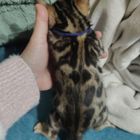 Cucciola bengala