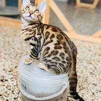 Gatto del Bengala