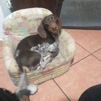 Ace piebald chocolate ticking