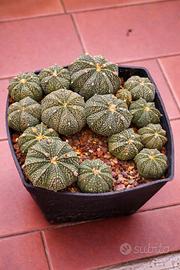 Astrophytum Asterias Super Kabuto "Ball"