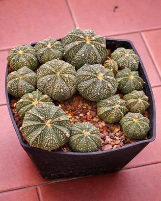 Astrophytum Asterias Super Kabuto "Ball"