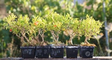 Piantine Prebonsai Melograno