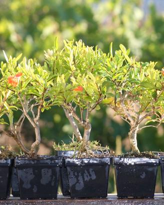 Piantine Prebonsai Melograno