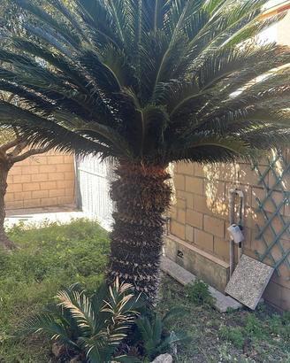 Cycas adulta