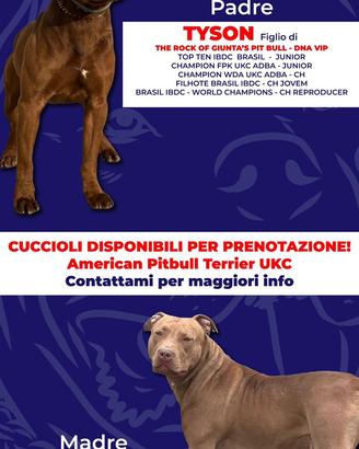Vendita di cuccioli American Pitbull Terrier UKC