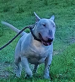 Cuccioli di Bull Terrier Inglese Standard