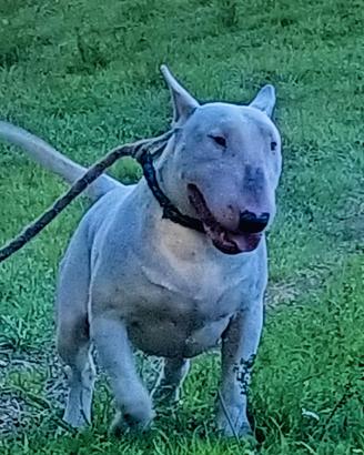 Cuccioli di Bull Terrier Inglese Standard