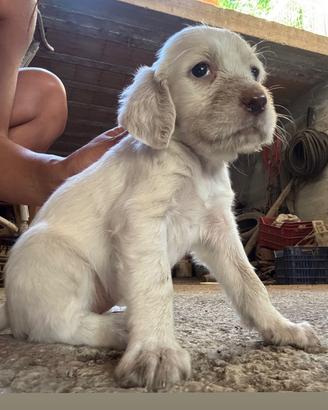 Splendidi Cuccioli Setter Inglese