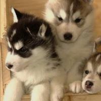 Siberian husky