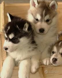 Siberian husky