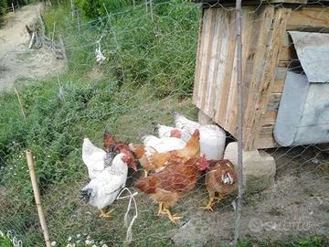 Polli