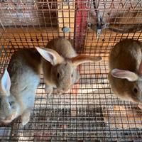 Conigli Razza Gigante Pura