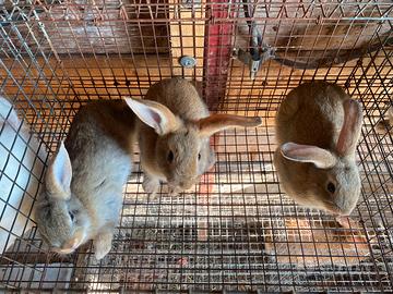 Conigli Razza Gigante Pura