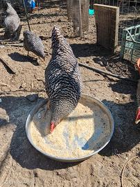 Galline amrock