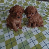 Barboncino nano & toy maschi & femmine