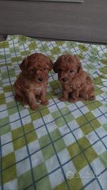 Barboncino nano & toy maschi & femmine