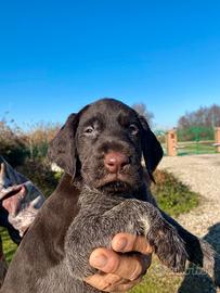 Cuccioli di Drahthaar