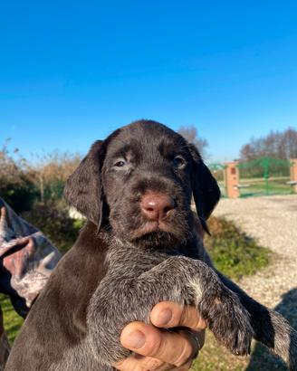 Cuccioli di Drahthaar