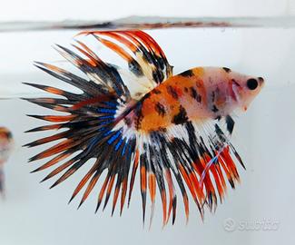 Betta unici