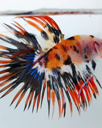 Betta unici