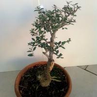 Bonsai di olivastro 