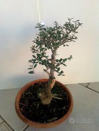 Bonsai di olivastro 