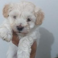 Due cuccioli di maltipoo toy piccoli color crema