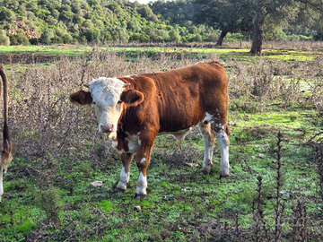 Vitello pezzato rosso iscritto