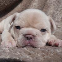 Cucciole bulldog francese esotico