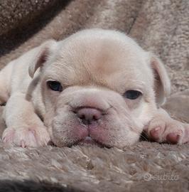 Cucciole bulldog francese esotico