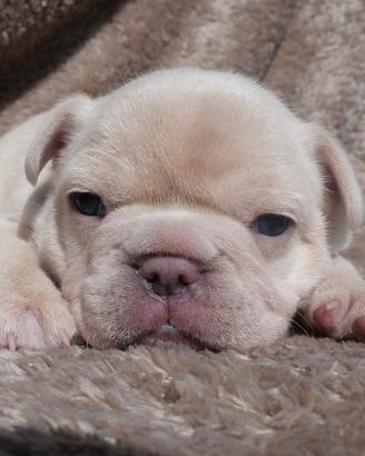 Cucciole bulldog francese esotico