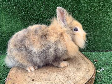 Coniglio testa di leone