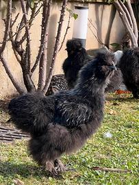 2 galli moroseta neri di 1 anno