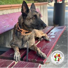 DUMBO meraviglioso Malinois