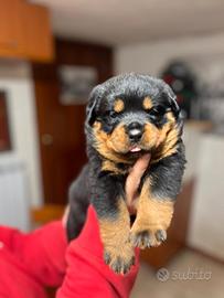 Cuccioli rottweiler pedigree selezionati