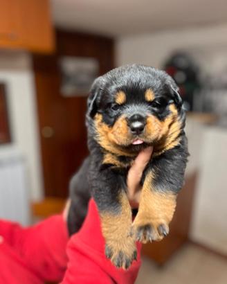 Cuccioli rottweiler pedigree selezionati