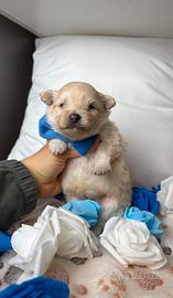 Cucciolo Volpino pomerania TOY Bianco