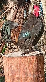 Gallo cocincina nana